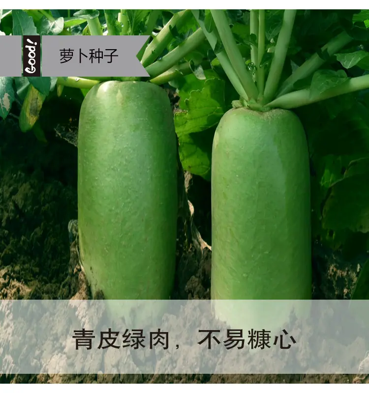 翠玉水果萝卜03-1