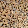 Fábrica en stock texto natural juego calabaza pequeña mano giratoria pieza de mano plato jugar con grifo calabaza gorda artesanías al por mayor