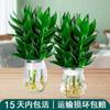 Bambú Guanyin Hidropónico Plantas Verdes de Interior Oficina Sala de Estar con Raíces Cultivado en Agua Bambú Rico Flores Cortas