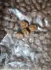 Fornecimento Transfronteiriço de Contas Acrílicas Multicores Irregulares de 26x20mm para Materiais de Colares, Sapatos, Roupas, Bolsas e Acessórios DIY