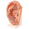 Modelo de ouvido de acupuntura auricular multi-acuponto de 23cm com legendas de área reflexa ultraclaras modelo de ouvido modelo de pressão auricular para casa