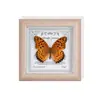 Marco de Vidrio Moderno Sencillo para Espécimenes de Mariposa Sala de Estar Regalo Pintura Decorativa Marco de Espécimen
