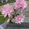 Fábrica de flores de simulação de casamento 4 Cabeça Cabelo de ramo alto plantando Dahlia peônia decoração de casamento flores falsas flores por atacado