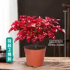 Planta en Maceta Nandina de Fuego, Planta Verde Resistente al Invierno con Hojas Rojas, Adecuada para Uso en Interiores y Exteriores, Sala de Estar, Balcón, Fácil de Mantener Todo el Año, Planta Bonsái