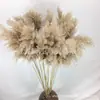 Flores de Caña Secas Ins Estilo Nórdico Flores Eternas Hierba de la Pampa Amazon Venta Caliente al por Mayor Ramo de Flores Estilo Ins Plantas