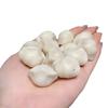 Accesorios en Forma de Bolas de Fruta Marfil para Manualidades, Pulseras DIY Hechas a Mano y Accesorios de Joyería Ty0550 Fruta Marfil Natural