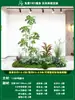 Paisagismo de Planta Artificial Varanda Arranjo de Paisagem Escada Interna Sob Árvore de Flores Artificiais Decoração Biomórfica Planta Verde Paisagismo Combinação