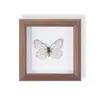 Mariposa Pavo Real Especimen de Mariposa Real Pintura Decorativa Colgante Adorno de Insecto Marco de Madera Maciza Regalo para Mejor Amigo Regalo Único