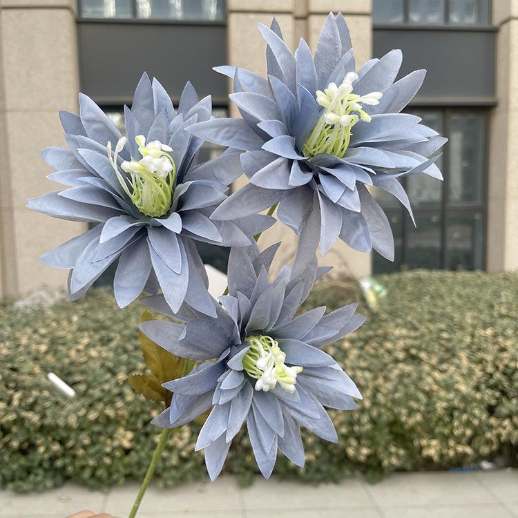 新3头大爪菊-sxftx-雾蓝.JPG