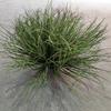 Simulação Reed Artificial Reed Grass Atacado Planta Falsa Shopping Decoração para Casa Cebola Dog Tail Grass Simulação Planta Verde