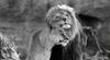 Pintura en lienzo de dos leones en blanco y negro, póster mural, arte de pared, dormitorio, sala de estar, pintura decorativa moderna