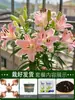 Perfume Importado Lírio Rosa Lírio Planta em Vaso Que Floresce em Todas as Estações e É Fácil de Viver em Ambientes Internos com Botões e Planta Resistente ao Frio Flores
