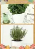 Las Plantas de Menta en Maceta con Hojas Frescas Comestibles Se Pueden Usar para Hacer Té Refrescante y Bebidas Frías; Es una Planta de Interior Fragante Fácil de Cuidar