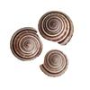 Caracol de Rueda Concha Marina Natural Decoración Acuario Paisajismo Flores Material DIY Hecho a Mano Sombrero de Paja Espécimen