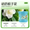 [Selección Premium] Fragancia para el Hogar Bálsamo Sólido para Interiores Ambientador Perfume para Coche Aroma Artículo Decorativo de Gama Alta
