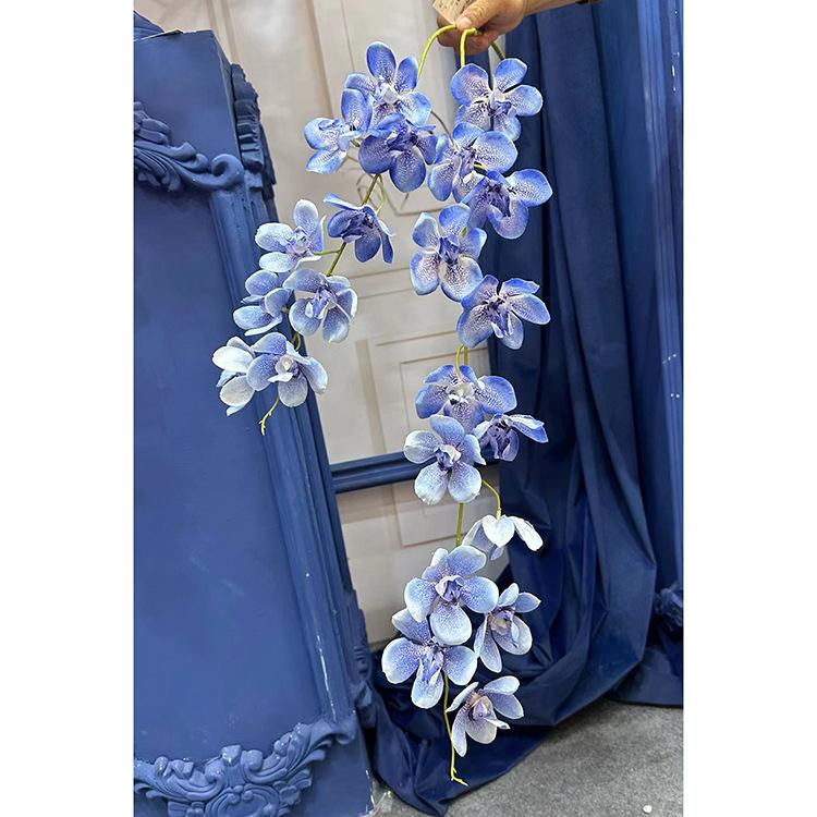 2叉万代兰-浅蓝.jpg