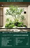 Escenario de Exhibición de Ventana Pieris Japonica Simulada Planta Interior de Gama Alta Arce Japonés Biomorfo Planta Verde Decoración Árbol Artificial Grande Paisaje