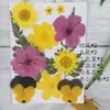 Marco de Fotos de Vidrio DIY Marco de Flores Secas Marco de Fotos Minimalista Moderno Marco de Fotos Estilo Fresco de Flores Prensadas Adorno de Flores Prensadas Color Dorado 4 pulgadas