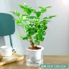 Mudas de Jasmim em Vaso de Flores Dobradas, Forte Aroma para Varanda Interna com Botões, Plantas Floríferas Fáceis de Cultivar que Florescem em Todas as Estações