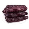 Maíz negro del tamaño de un pulgar de color púrpura de Xishuangbanna, Yunnan, maíz de dedo fragante y pegajoso, mazorca de maíz fresca lista para comer envasada al vacío