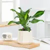 Planta de Madeira de Ferro Iemenita Coração Dourado para Sala de Estar Interna e Mesa de Escritório, Sempre Verde, Purificadora de Ar, Absorvente de Formaldeído