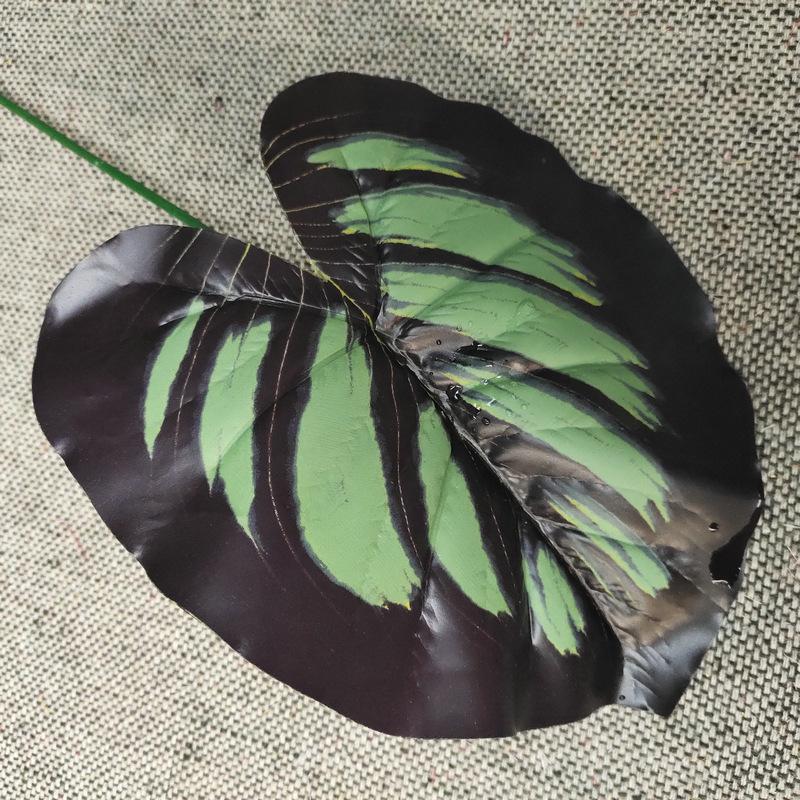 单只连体斑马叶蓝色