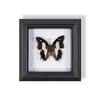 Marco de Fotos de Espécimen de Mariposa Pintura Decorativa de Madera Adorno Retro Europeo Soporte de Exhibición Muebles DIY Regalo de Cumpleaños Regalo