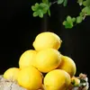 Limón Amarillo Fragante Auténtico de Guangdong, Fruta Fresca de Temporada para Preparar Bebidas, Limones Seleccionados de Piel Delgada, No Limones Amarillos de Sichuan