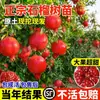 Árbol Joven de Granada Ácida Enana, Semilla Suave Tunecina, Semilla Suave Huidong, Lintong, Robe Rojo Grande de Sichuan, Brote de Árbol de Granada Ácida Enana, Semilla de Huidong sin Semillas