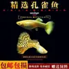 Peixe Guppy, Peixe Tropical, Peixe Ornamental Pequeno, Reprodução, Fêmeas Grávidas, Prontas para Dar à Luz, Fácil de Criar, Resistente e de Vida Longa, Guppies
