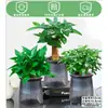 Rábano Verde Árbol de la Fortuna Espárrago Bambú Flor de Incienso de Nueve Millas Planta en Maceta Interior Menta Bambú Rico Planta Hidropónica Fácil de Alimentar