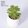 Wow, planta suculenta de simulación personalizada planta verde cactus decoración de oficina interior combinación maceta bonsái al por mayor