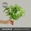 Decoración de Tienda de Moda en Centro Comercial con Plantas Verdes Artificiales, Paisaje de Urbanización con Plantas Acuáticas Artificiales y Flores Falsas y Hojas Verdes