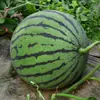 Atacado do Fabricante Açúcar Cristal Sementes de Melancia Unicórnio Sementes de Frutas Coração Vermelho Redondo Jingxin Sementes de Vegetais de Primavera e Verão 8424