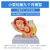 Modelo de Processo de Desenvolvimento da Gravidez Modelo de Planejamento Familiar do Embrião Modelo de Processo de Desenvolvimento Fetal Anatomia Uterina