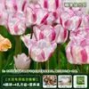 Resistencia al FríoTulipán Holandés Hidropónico Planta de Floración Cuatro Estaciones Planta Verde Flores en Maceta para Sala de Estar Apto para Principiantes