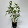 Estilo Nórdico Planta Verde Artificial Árbol de Andromeda Árbol de Campana Colgante Planta Verde Artificial Maceta de Andromeda Micro Paisaje
