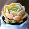Base de planta suculenta autoproducida y autovendida al por mayor suculentas pequeñas combinación de flores plantas en maceta plantas carnosas Lithops Haworthia