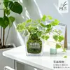 Musgo de Hera Nevado Bola de Musgo Hidropônica Planta Verde Folhagem Planta de Folha Verde Trepadeira Planta Verde em Vaso