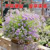 Semillas de Gipsófila Florecen Todo el Año, Perfectas para Macetas de Balcón para Personas Ocupadas, Semillas de Flores Ornamentales para Interiores y Exteriores, Plantas Fáciles de Cultivar