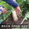 Sementes de Rabanete Branco São Fáceis de Cultivar em Campos Agrícolas, Hortas e Quintais com Polpa Grossa e Alta Umidade