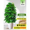 Planta en Maceta de Rábano Verde de Hoja Grande Columna Absorbe Formaldehído, Planta Verde Grande en Interiores para Atraer Riqueza y Prosperidad, Rábano Verde de Oficina, Sala de Estar Es Fácil de Mantener