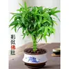 Bambu Arhat Barriga de Buda Planta de Vaso de Bambu Sala de Estar Escritório Paisagismo Velho Tronco Mudas Nandina Ornamental Bambu Arroz Bambu Plantas Resistentes ao Frio