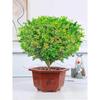 Dropshipping Perfume Flor de Milán Planta Verde en Maceta Planta de Flor de Interior Sala de Estar Balcón Planta de Floración de Cuatro Estaciones Jazmín