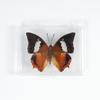 Adorno de mariposa real, alas de mariposa real, regalo de cumpleaños creativo para estudiantes, caja transparente