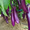 Plántulas de berenjena para cuatro estaciones, plantas en maceta con tierra, variedades viejas injertadas de berenjena morada y semillas de berenjena de Hangzhou, plántulas de hortalizas de primavera