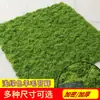 Musgo de Pelo Curto Micro paisagismo Musgo Verde Musgo de Cabelo Branco Musgo Cinza Grande Vibrante Cobertura de Solo para Bonsai Rochedo Paludário Plantas de Paisagismo