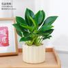 Planta Princesa Verde en Maceta Diamante Dorado Planta de Follaje Verde para Escritorio de Oficina Purifica el Aire y Absorbe Formaldehído Planta de Hoja Grande