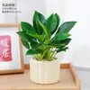 Cesta de Rábano Verde en Maceta Diamante Dorado Planta de Interior Florales Plantas Verdes Hidropónicas Sala de Estar Fácil de Cultivar Suculenta Casa Nueva Absorbe y Elimina Formaldehído