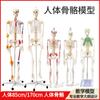 Modelo de esqueleto humano adulto, esqueleto, columna vertebral, disco, articulación, estándar médico, enseñanza, modelo de cuerpo entero